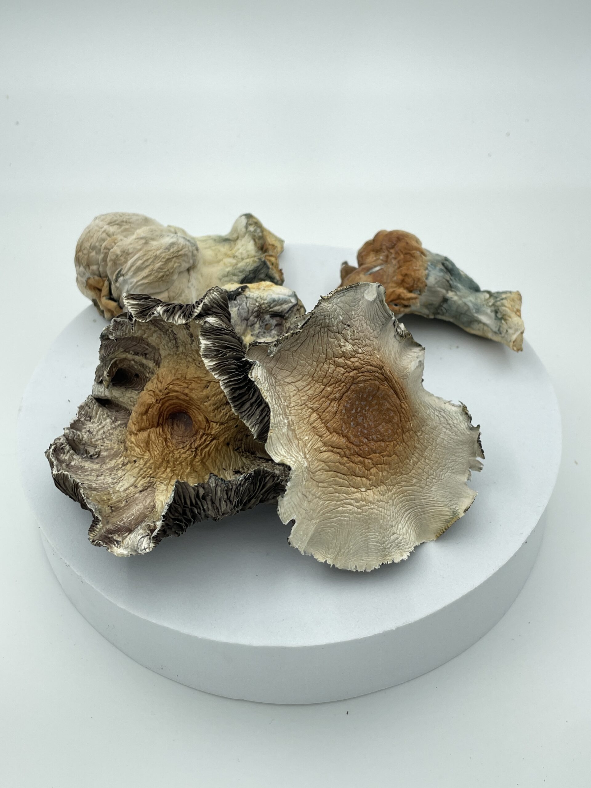 Hillbilly-Pumpkin-Shrooms-scaled-1.jpg