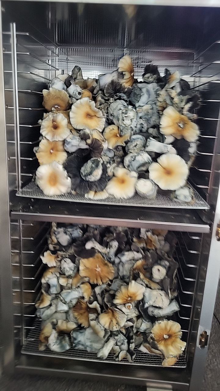 Hillbilly-Pumpkin-in-Dehydrator.jpg