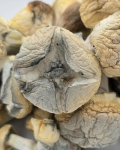 Iceberg-Magic-Mushroom.jpg