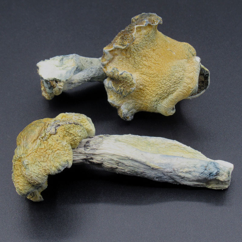 Magic Mushrooms – Jedi Mind Fuck Magic Mushrooms – Jedi Mind Fuck